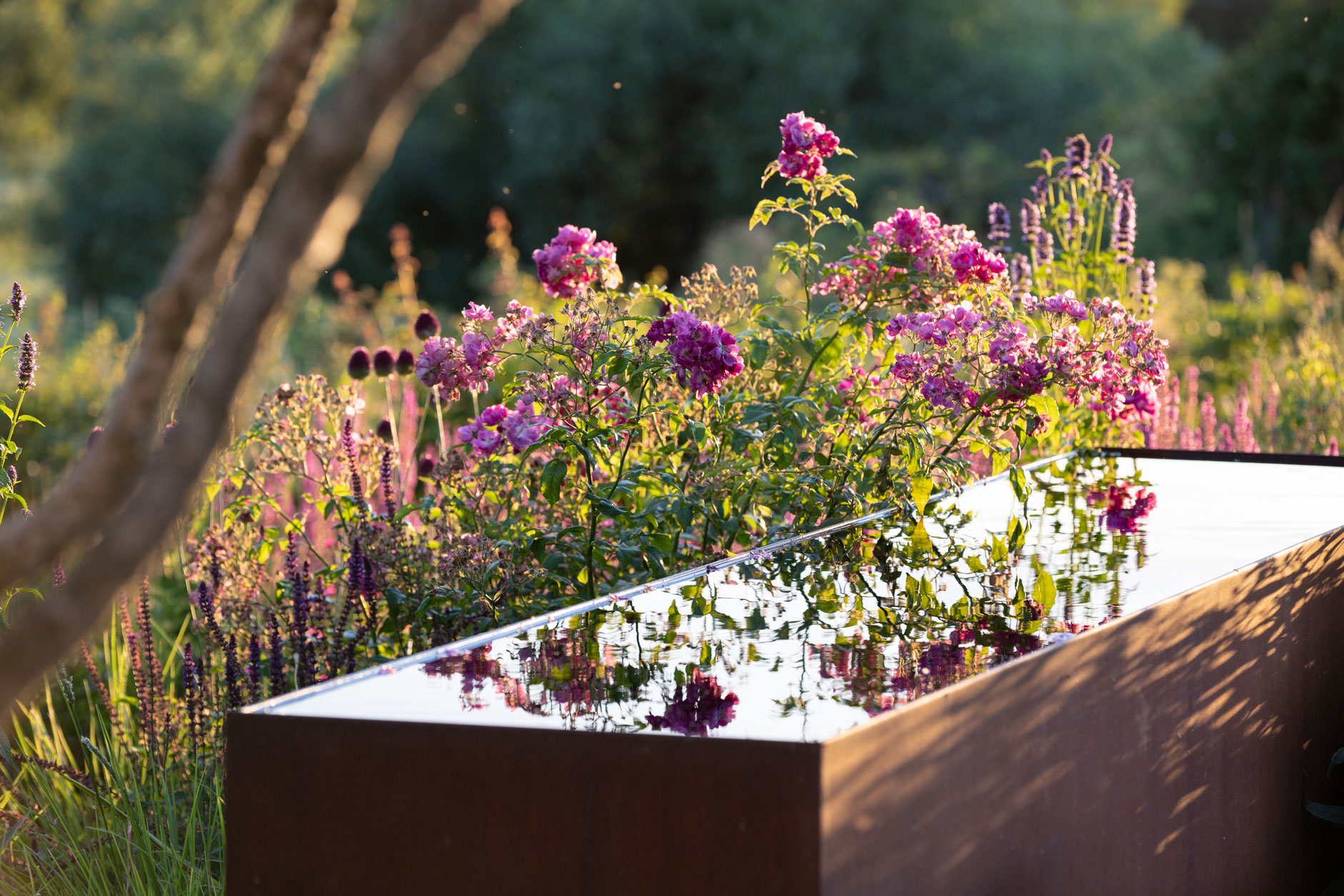 Colm Joseph garden designer cambridgeshire rose meadow rosa purple skyliner corten steel water feature reflections